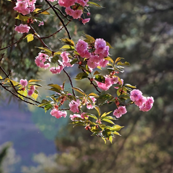 분당메모리얼파크 겹벚꽃
